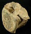 Large Hadrosaur (Duck-Billed Dinosaur) Vertebra #17268-3